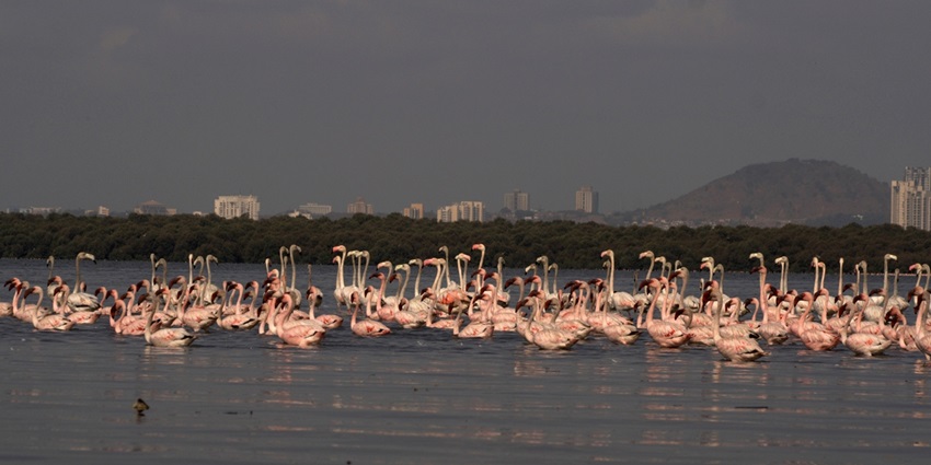 Thane Creek Flamingo Sanctuary offers guided boat tours, flamingos, and wildlife conservation
