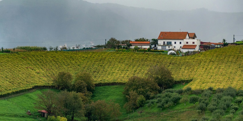 Beautiful vines are spread across the slope and lead to a pretty white cottage set on a hill.