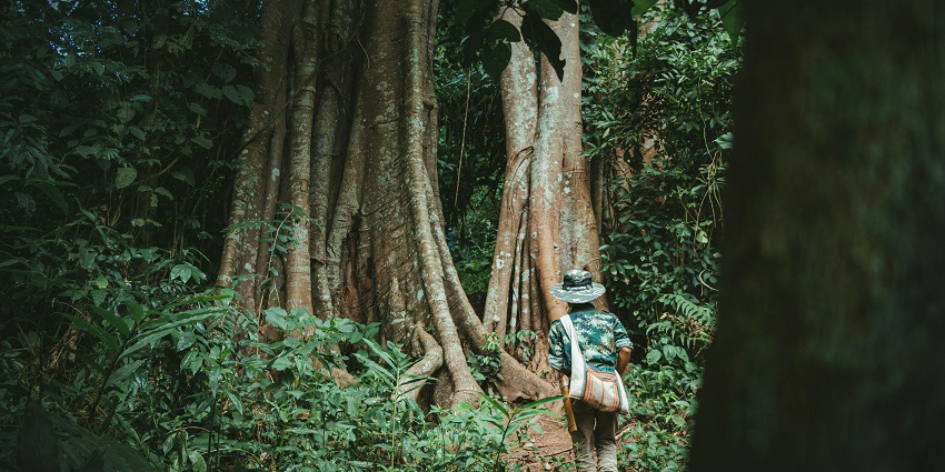 A picture that shows the roots and massive trees present in the caves of the PandavLeni trek.