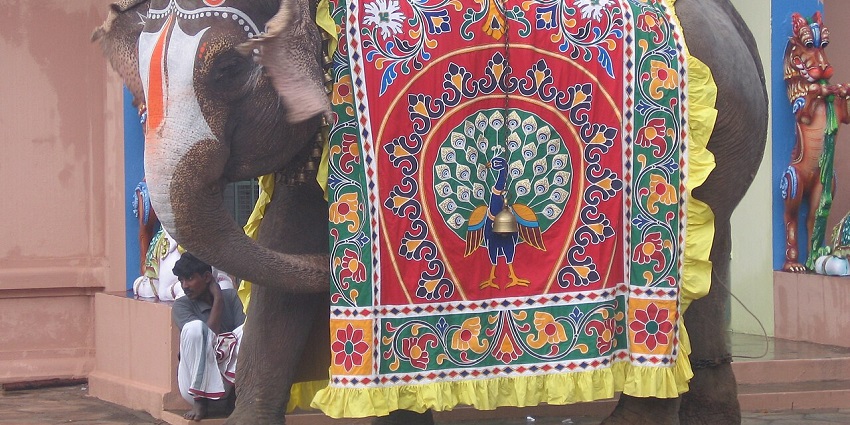 Elephant decorated at Thennangur Panduranga temple, a famous temple.