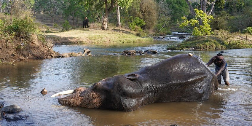 Theppakadu Elephant Camp is among the places to visit in Bandipur