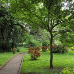 Scenic view inside Cubbon park, strolling through the trails is one of the best things to do in Bangalore for nature lovers