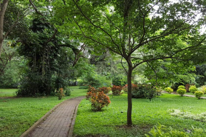 Scenic view inside Cubbon park, strolling through the trails is one of the best things to do in Bangalore for nature lovers