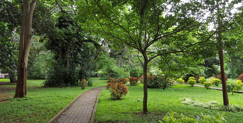 Scenic view inside Cubbon park, strolling through the trails is one of the best things to do in Bangalore for nature lovers