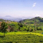 A picture of Coonoor's lush green hills showcasing visitors what to do in Coonoor