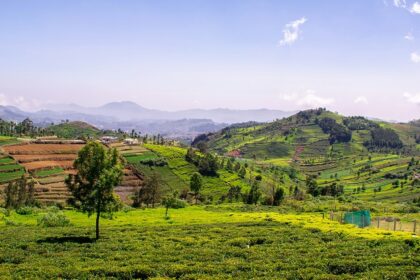 A picture of Coonoor's lush green hills showcasing visitors what to do in Coonoor