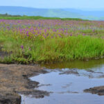 Beautiful view of the flower valley, wandering through this is one of the best things to do in Kaas plateau