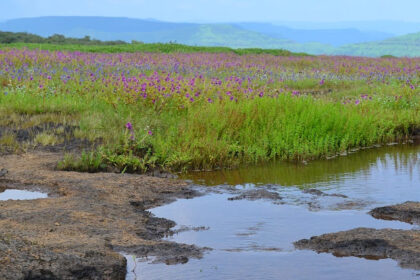 Beautiful view of the flower valley, wandering through this is one of the best things to do in Kaas plateau