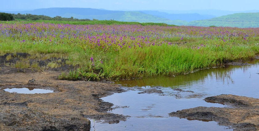 Beautiful view of the flower valley, wandering through this is one of the best things to do in Kaas plateau