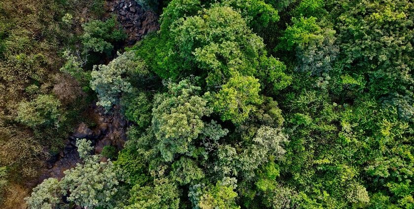 A bird’s eye view of the majestic peaks decked with lush green vegetation in Maharashtra.