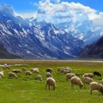 A picture of a beautiful valley with cattle grazing grass and snowy mountains in the background