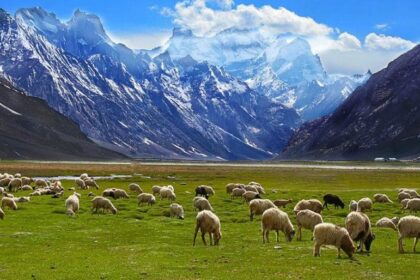 A picture of a beautiful valley with cattle grazing grass and snowy mountains in the background