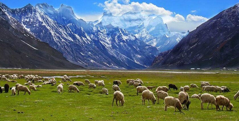 A picture of a beautiful valley with cattle grazing grass and snowy mountains in the background