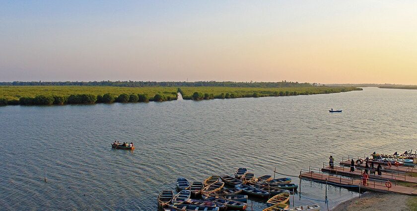 A scenic picture of Pichavaram, showcasing the best things to do in Pichavaram