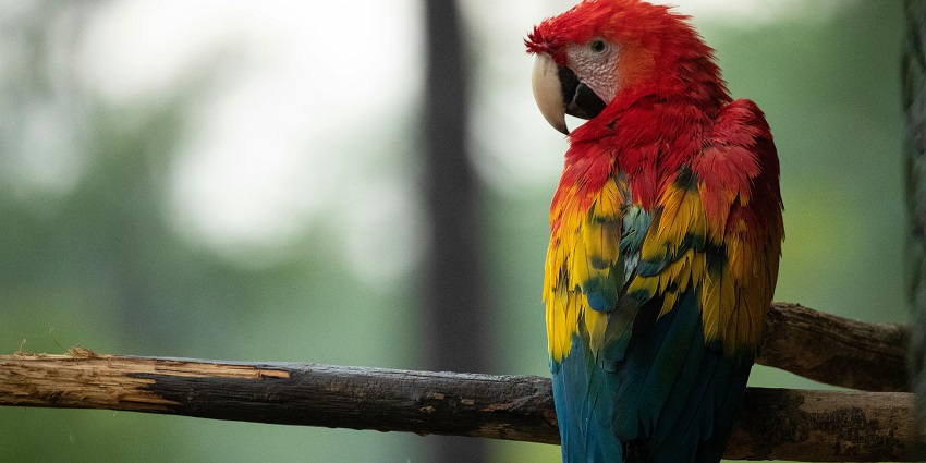 An image of birdwatching at Bandhavgarh National Park, showcasing various bird species.
