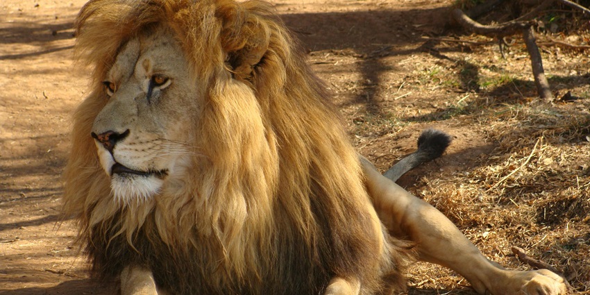 A cheetah lying on dry grass in a safari park, looking alert with a clear blue sky.