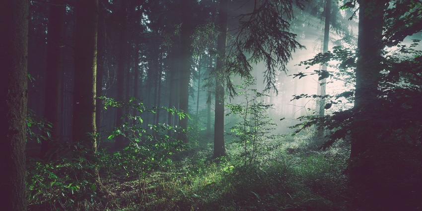 A glimpse of the dense Tiger Point, one of the top haunted places in Lonavala.