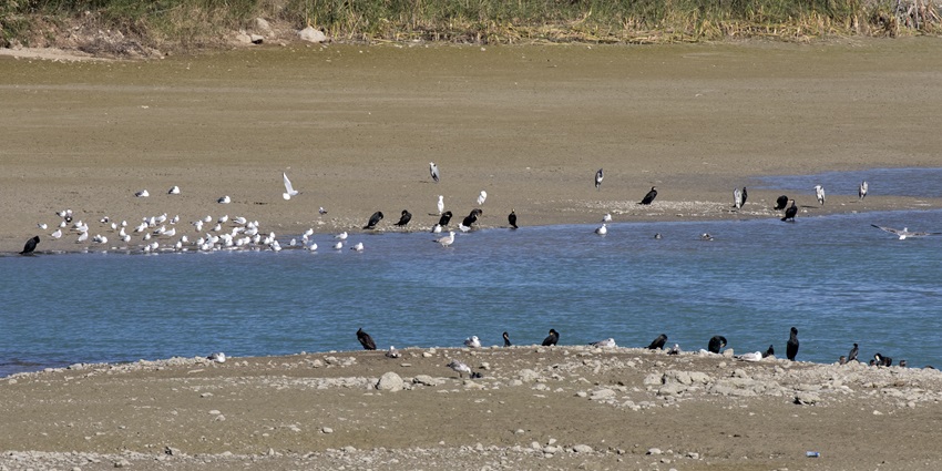 Beautiful lake side view of the Tilyar where birds are hovering over it in the city