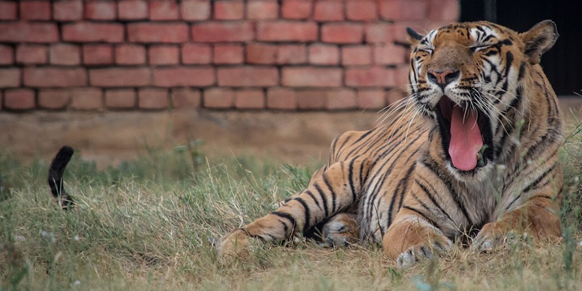 Picture of Tiger yawning in the evening at the Tilyar Lake Zoo, Rohtak, Haryana