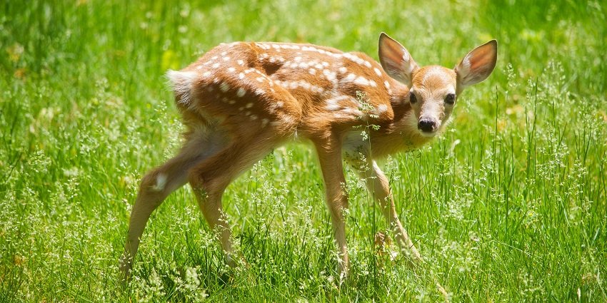 Tirupati Deer Park is a great place to explore for photographers and birdwatchers.