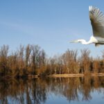 A great egret with white plumage glides gracefully over a tranquil lake, wings outstretched