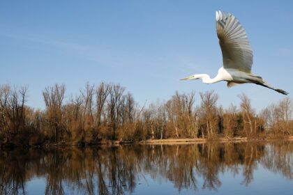 A great egret with white plumage glides gracefully over a tranquil lake, wings outstretched