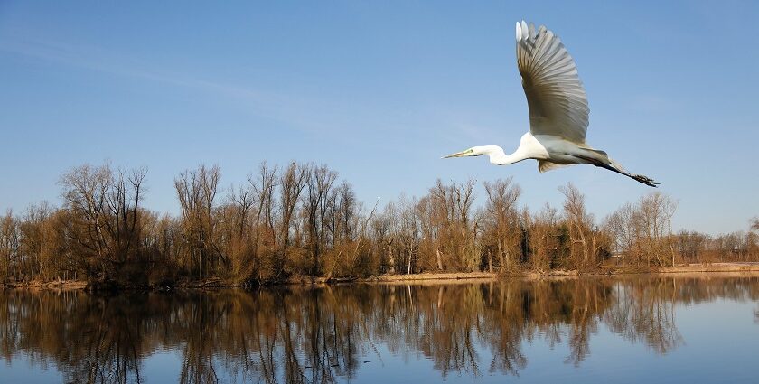 A great egret with white plumage glides gracefully over a tranquil lake, wings outstretched