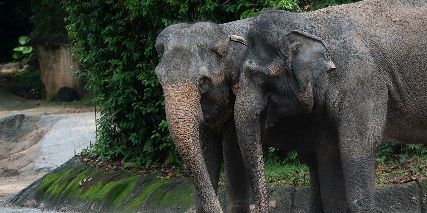 A serene moment as two elephants roam freely in a vibrant Toranmal wildlife sanctuary.