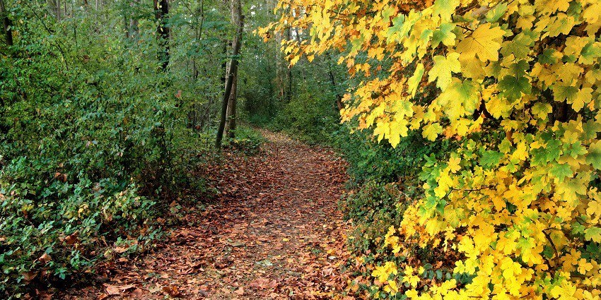 utumn forest path leading to adventure, perfect for the Rock Sports adventure park.