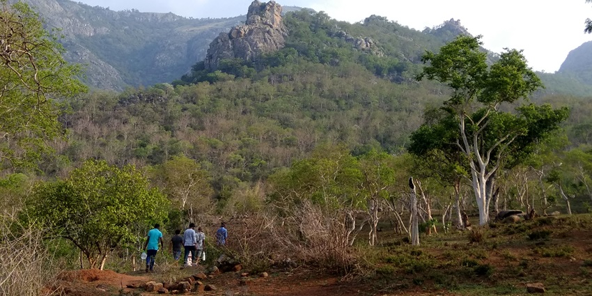 Trekking through the majestic Nilgiri Forest is one of the best things to do in Masinagudi