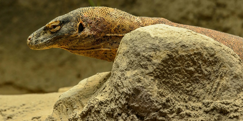 A close-up shot of a Komodo dragon in its natural habitat