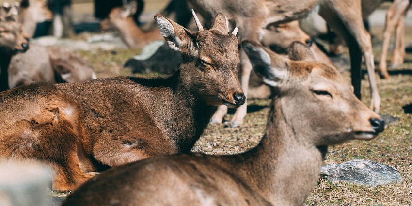 Trikoteswara Zoo Park, one of the underrated zoos near Vijayawada to explore for visitors