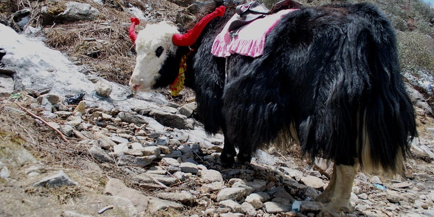A picture of a Yak taken on the tall mountains of Ladakh getting ready for a safari, one of the best things to do in Ladakh