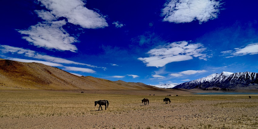 The Tso Kar campsite is one of the best saltwater lakes in Ladakh filled with greenery
