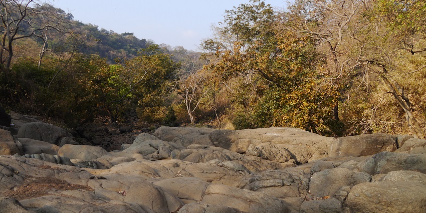 Scenic view of Tungareshwar Wildlife Sanctuary, showcasing its rich biodiversity.