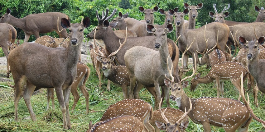 Deers inside Tungareshwar Wildlife Sanctuary, one of the best places to visit near Dombivli