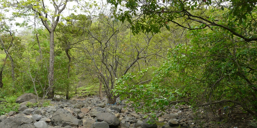 An image of the Tungareshwar Wildlife Sanctuary, one of the places to visit in vasai
