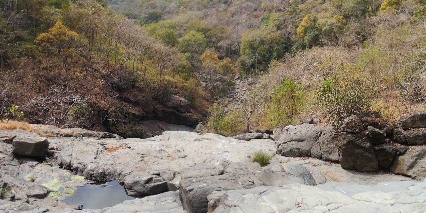 The rich biodiversity at Tungareshwar, one of the best wildlife sanctuaries in Mumbai!