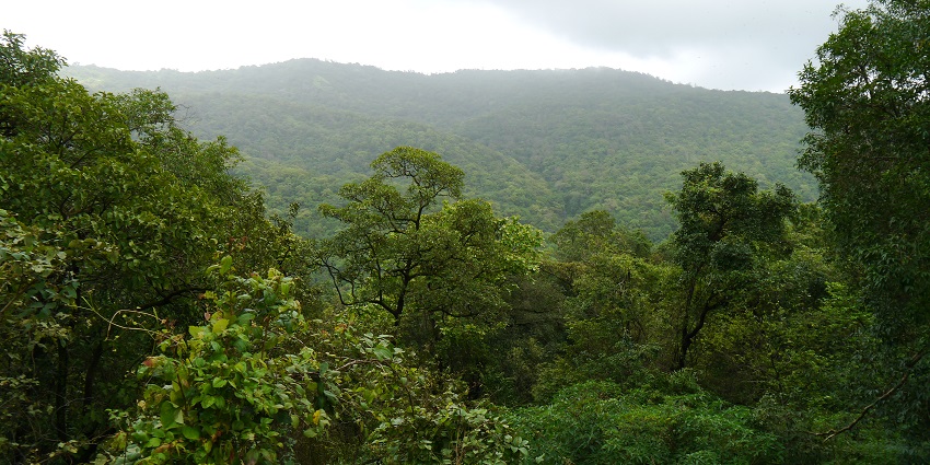 A picture of Tungareshwar Wildlife Sanctuary–one of the best places to see near Mira Road.