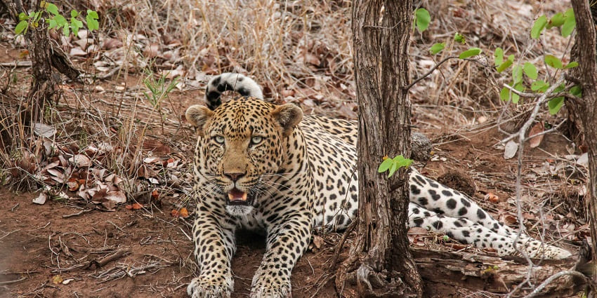A leopard at the Tungareshwar Wildlife Sanctuary, an attraction in Maharashtra.