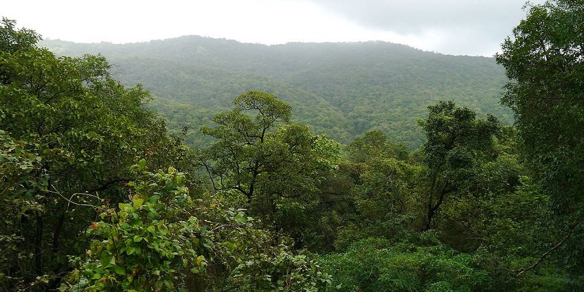View of a green forest and a river flowing through the Tungareshwar Wildlife Sanctuary.