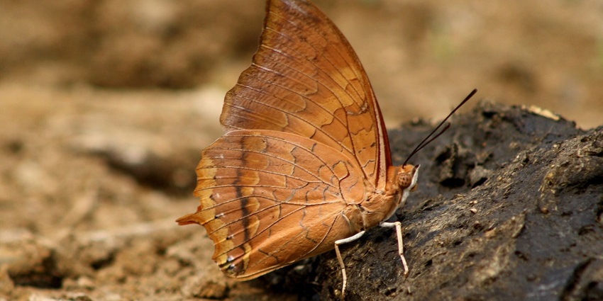 Tungareshwar Wildlife Sanctuary one of the most famous Places to Visit in Palghar