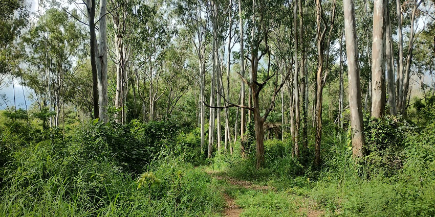 Greenery and rocky trails in Turahalli Forest, a unique escape near Kanakapura.