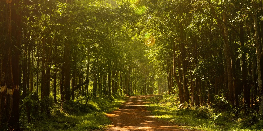 Majestic view of the Turahalli Forest trails adorned with sun's vibrant hues