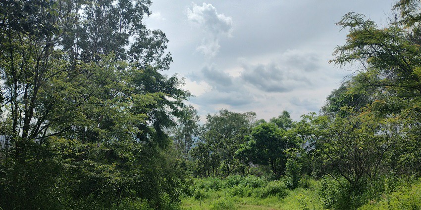 Turahalli Forest being the green lung of the city.