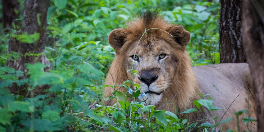 Places to visit in Shimoga include this reserve for housing tigers, lions, and leopards.