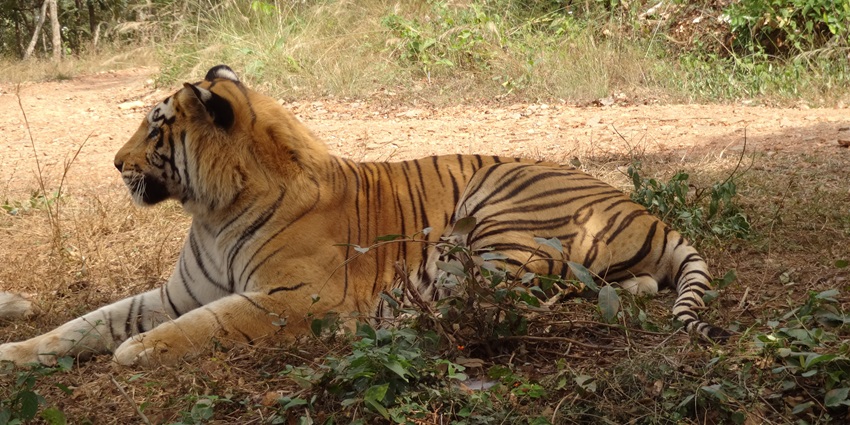 View of a tigers resting in Tyavarekoppa Lion and Tiger Safari