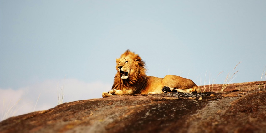 Tyavarekoppa Lion Safari is among the places to visit near Shimoga, Karnataka, India.
