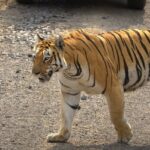 A tiger walking in the Umred Karhandla Wildlife Sanctuary in Maharashtra