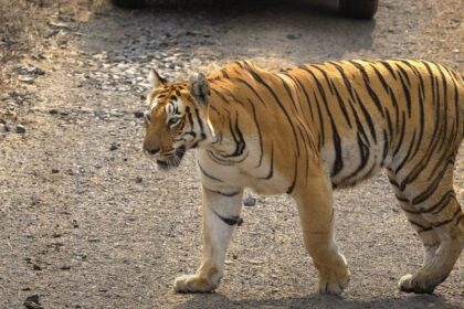 A tiger walking in the Umred Karhandla Wildlife Sanctuary in Maharashtra